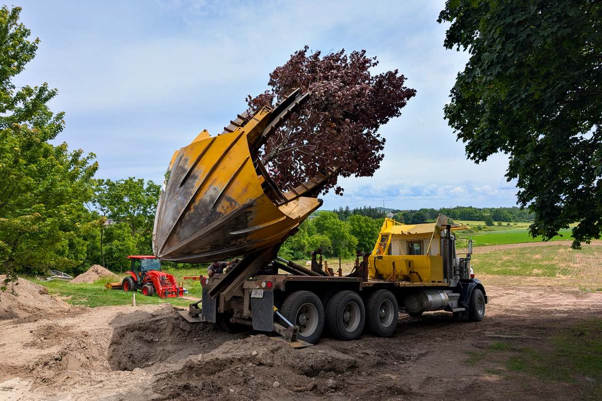 Pool Replacement & Deck: Big Trees